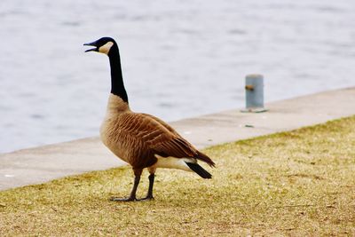 View of a bird on beach