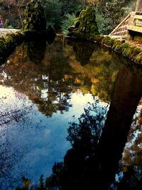 Reflection of trees in water