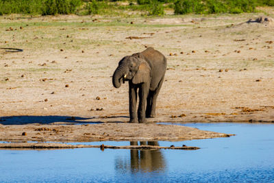 A baby elephant drink in a water hole zimbabwe