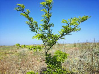 Tree on field against clear blue sky