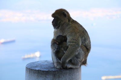 Close-up of monkey on sea against sky