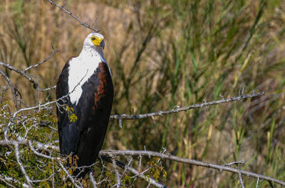 African fish eagle perching on branch an looking at camera