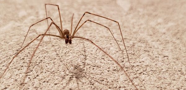 Close-up of spider