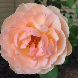 Close-up of rose blooming outdoors