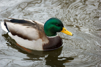 High angle view of mallard duck swimming in lake