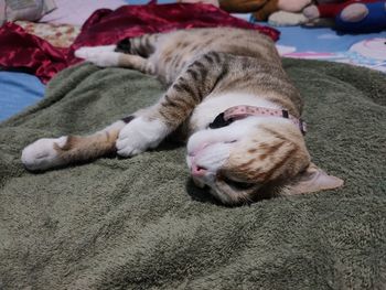 Close-up of cat sleeping on bed