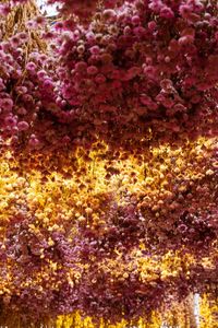 Full frame shot of multi colored flower petals