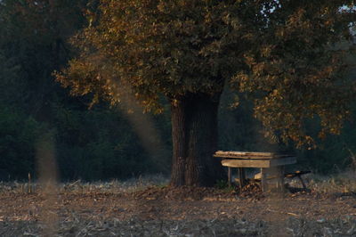 Bench in forest during autumn
