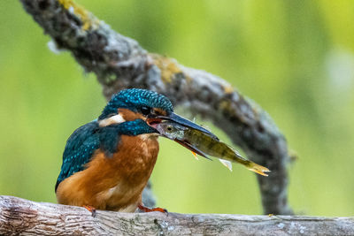 Close-up of a bird perching on wood