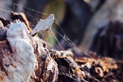 Close-up of spider web on dry leaf