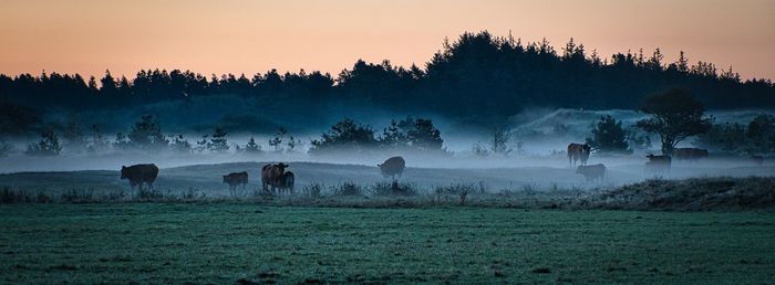 Cows in morning mist