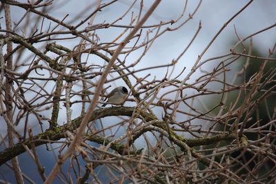 Low angle view of bird perching on branch