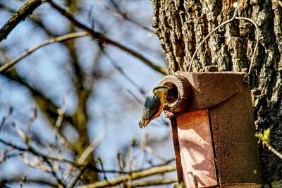 Close-up of a bird on tree