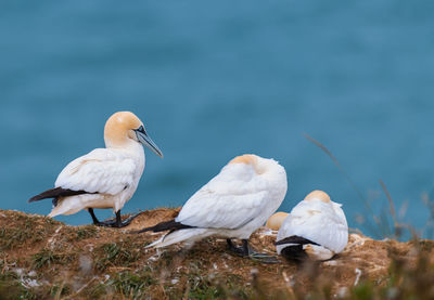 Gannets at the sea