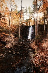 Scenic view of waterfall in forest