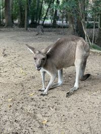 Kangaroo on field