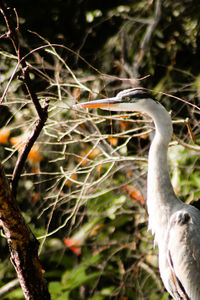 Close-up of a bird on branch