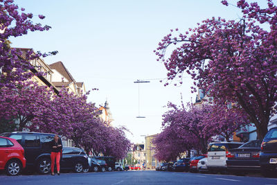 Pink cherry blossom on road in city