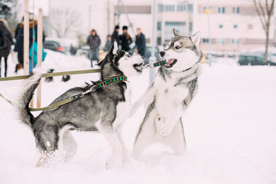 Dogs running on snow