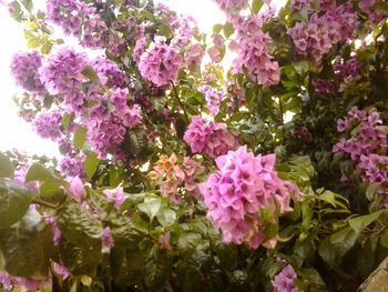 Close-up of pink flowers