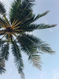 Low angle view of palm tree against sky