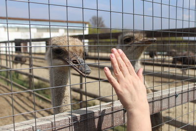 Cropped image of hand feeding horse in zoo