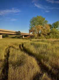 Peaceful meadow with beautiful blue summer sky