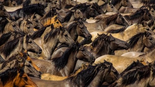 High angle view of horses on field