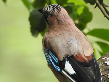 Close-up of bird perching outdoors
