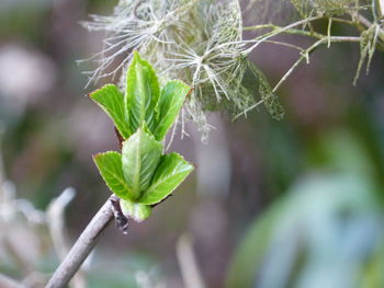 Close-up of plant