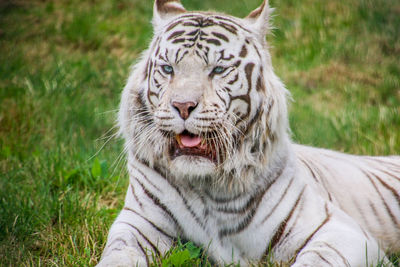 Close-up of a cat on field