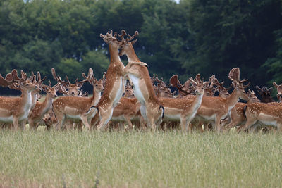 Deer in a field