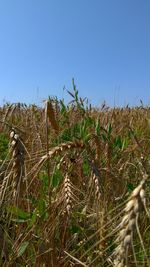 Plants growing on field against clear blue sky