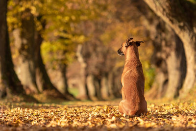 Dog sitting on footpath in forest