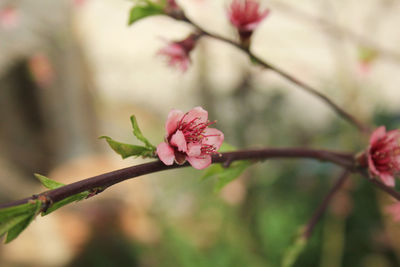 Close-up of pink cherry blossoms