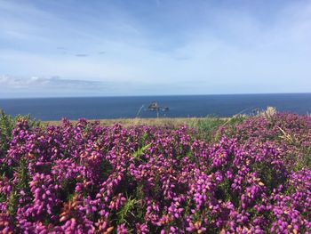 Purple flowering plants by sea against sky