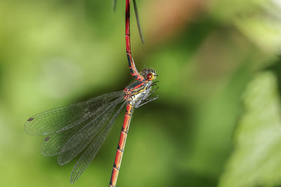 Close-up of dragonfly on leaf