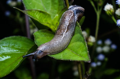 Close-up of snail on leaf