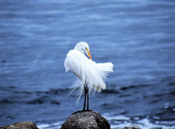 Close-up of white great egret perching on rock against sea