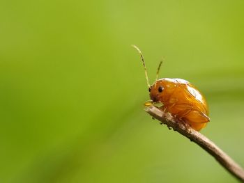 Close-up of insect on flower