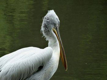 Close-up of bird by water