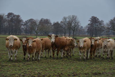 Horses in a field