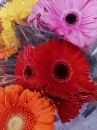 Close-up of orange gerbera daisy