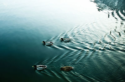 High angle view of bird swimming in lake