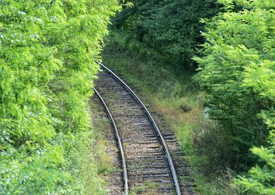 Railroad tracks amidst trees in forest