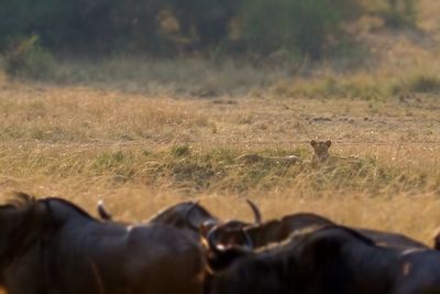 Horse grazing on field