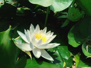Close-up of white water lily blooming outdoors