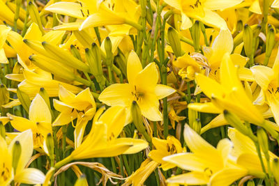 Macro shot of yellow flower