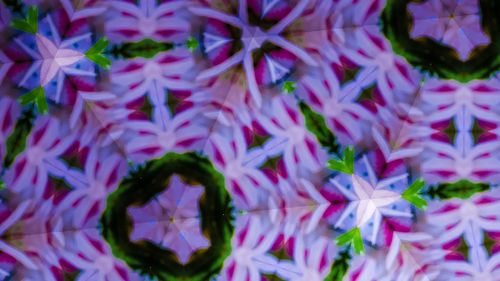 Close-up of purple flowers