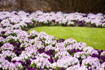 Close-up of fresh purple flowers